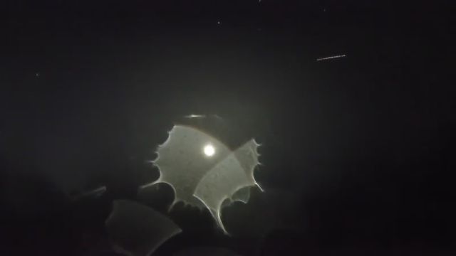 AMS251 meteor