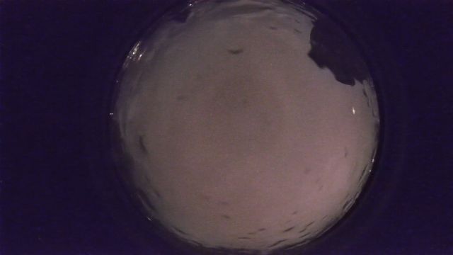 AMS33 meteor