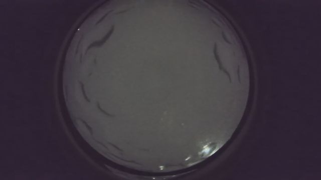 AMS36 meteor